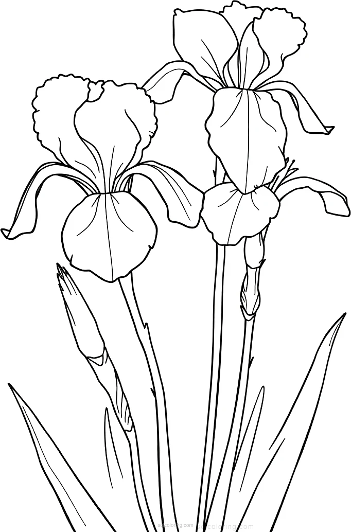 Iris Flowers in Bloom coloring page for kids
