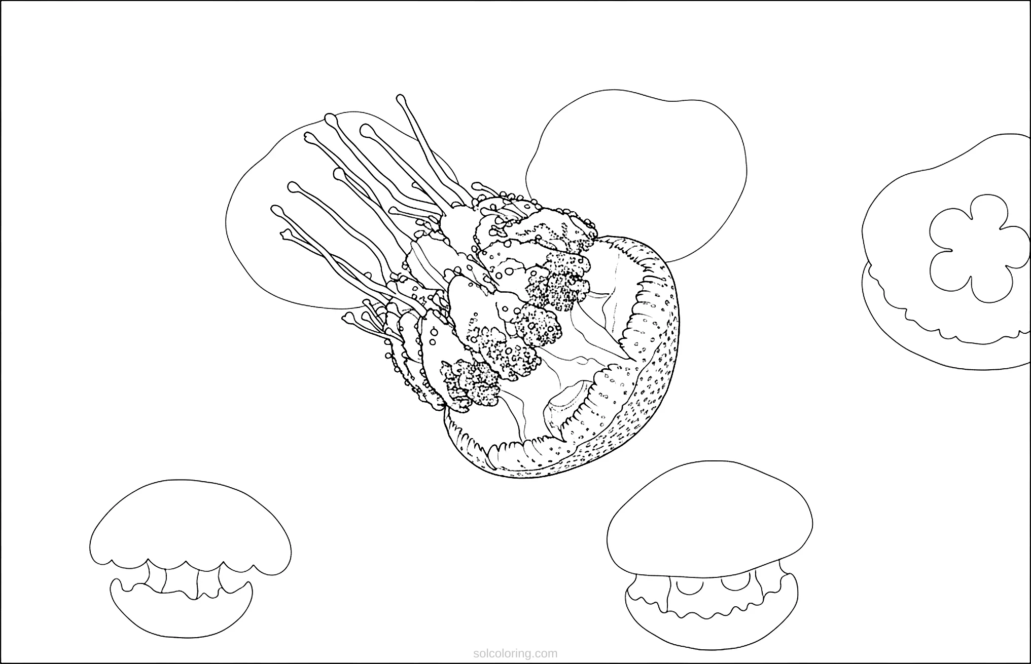 Jellyfish coloring page for kids