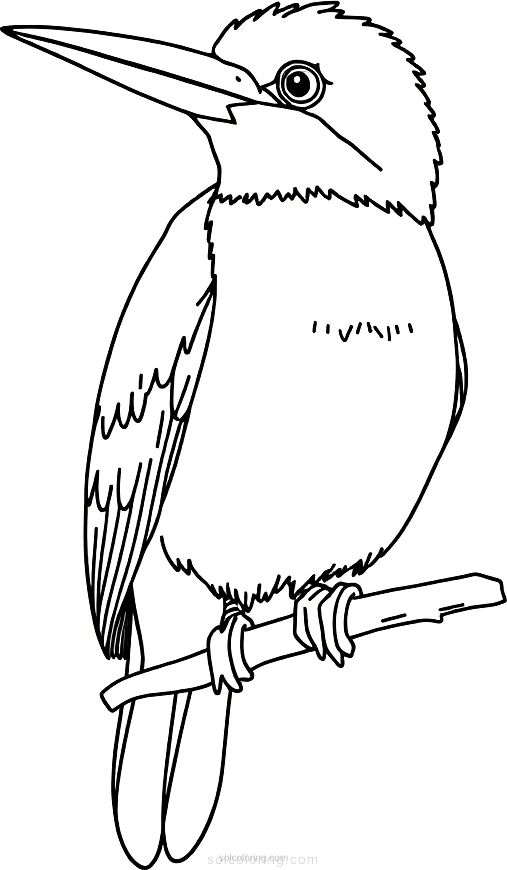 Kingfisher Parrot coloring page for kids