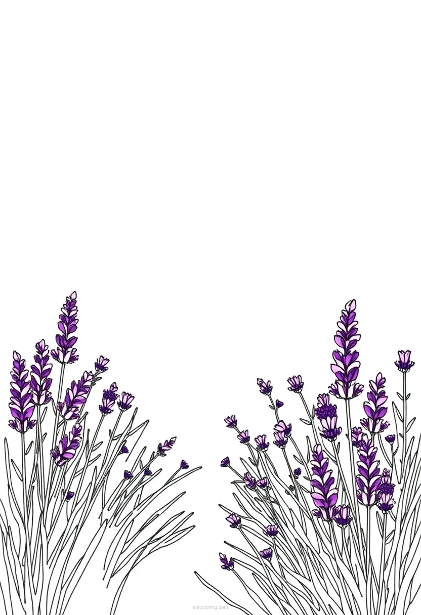 Lavender Field coloring page for kids