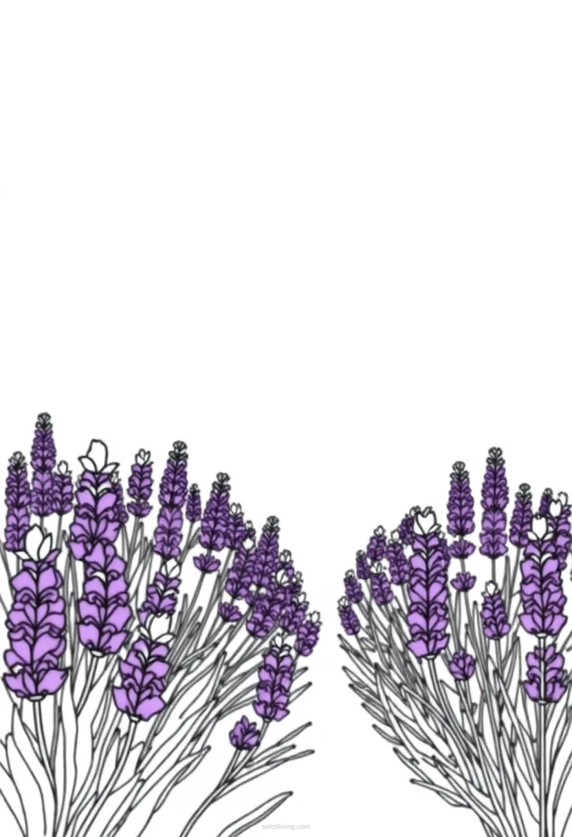 Lavender Field coloring page for kids