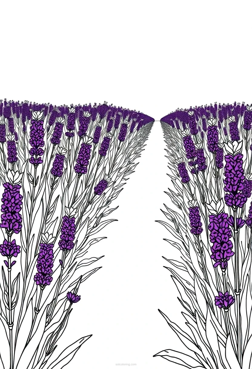 Lavender Field coloring page for kids
