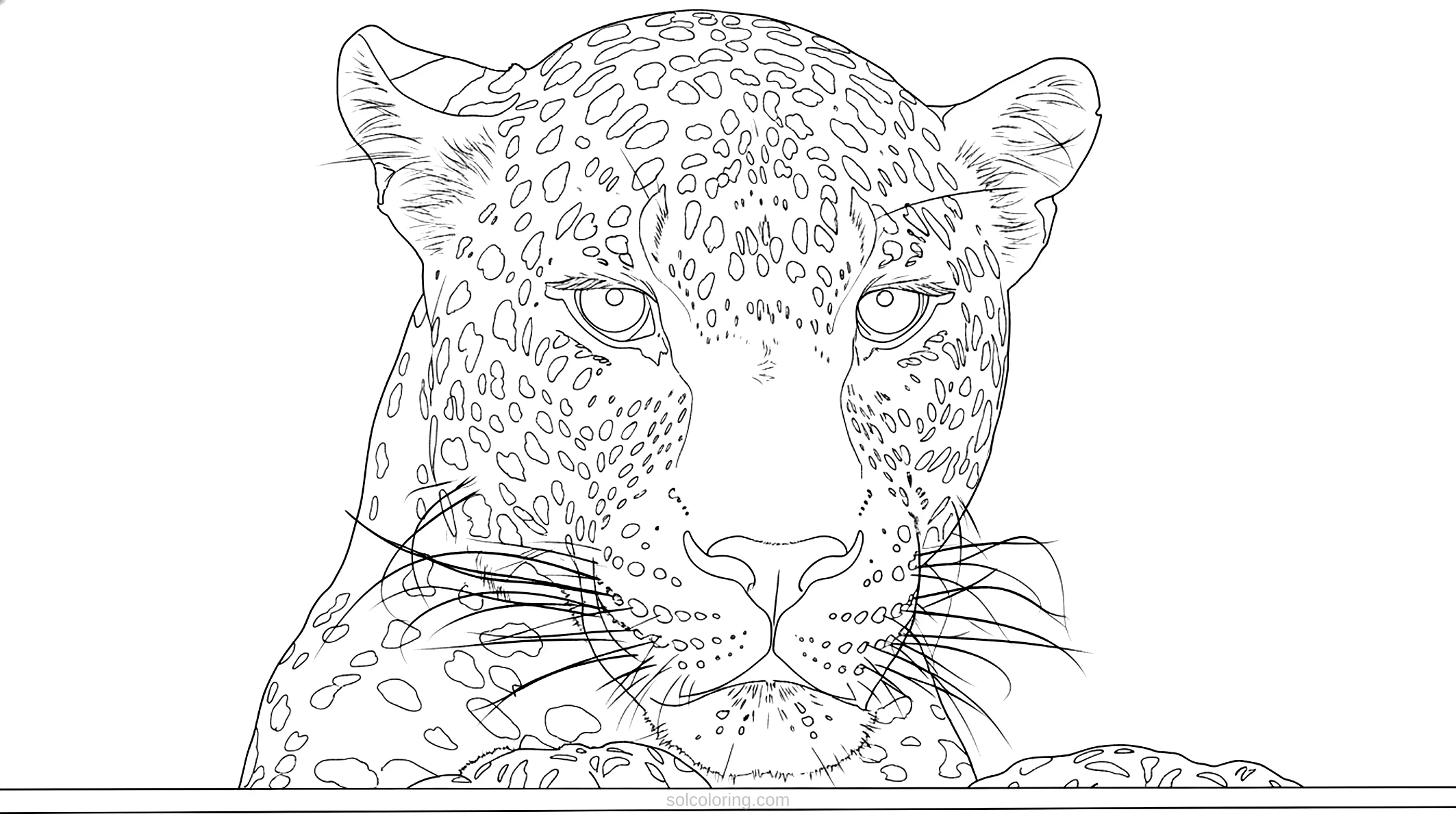 Leopard coloring page for kids