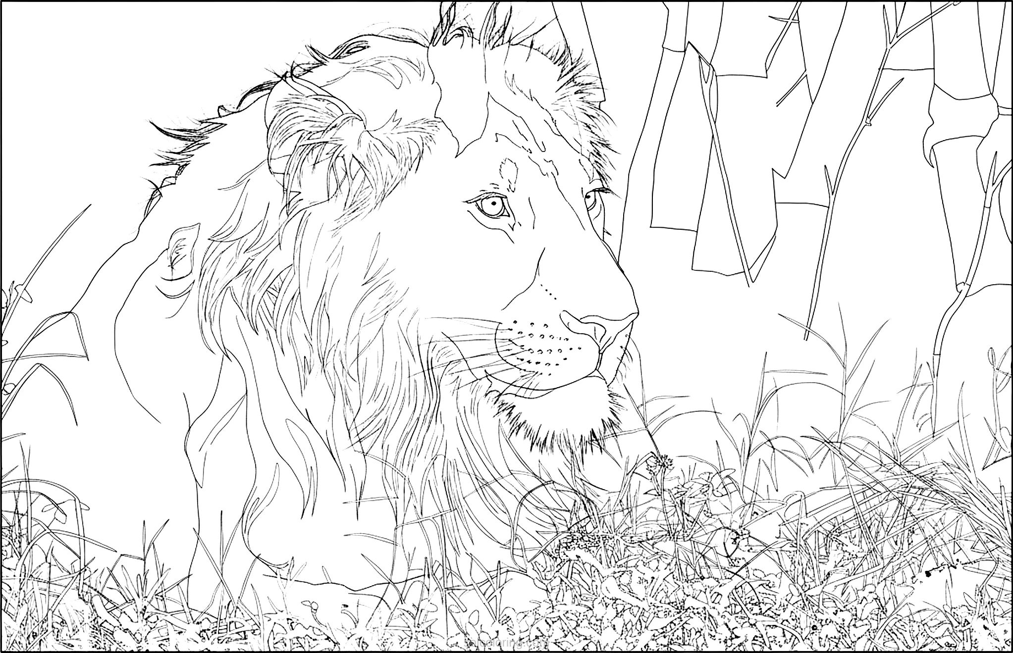 Lion coloring page for kids