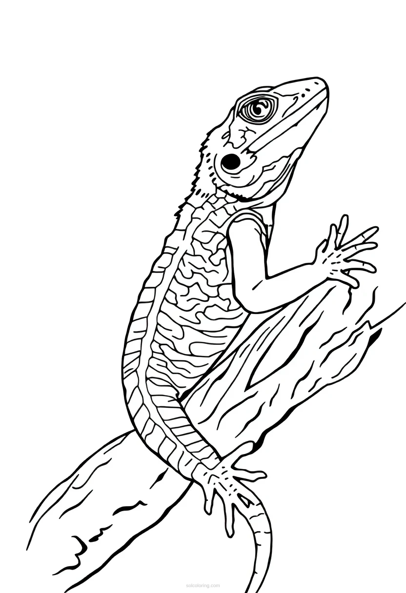Lizard coloring page for kids