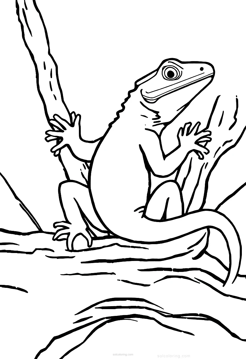 Lizard coloring page for kids