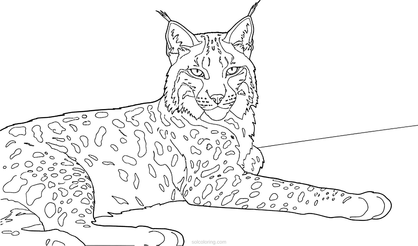 Lynx coloring page for kids