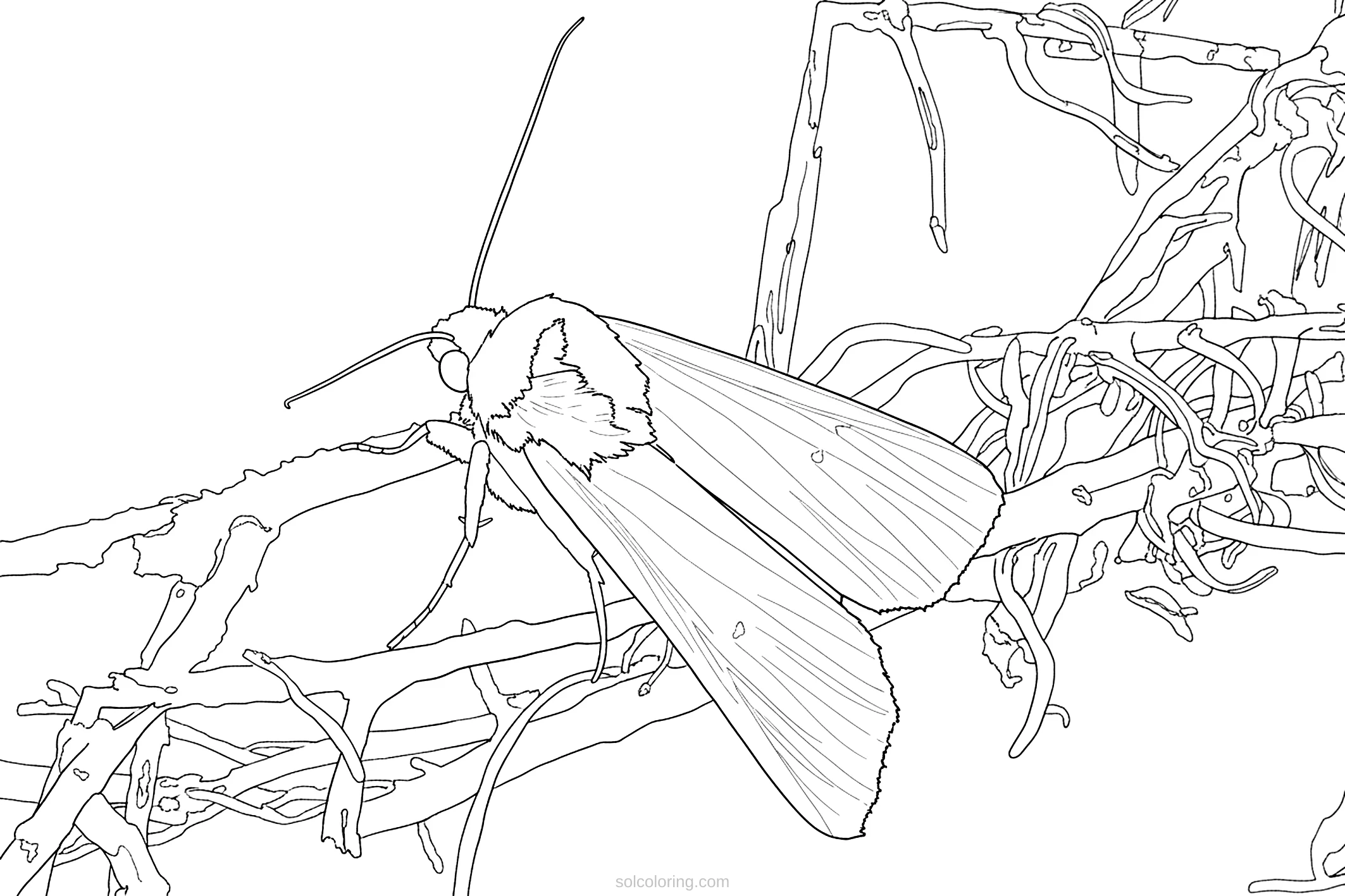 Moth coloring page for kids