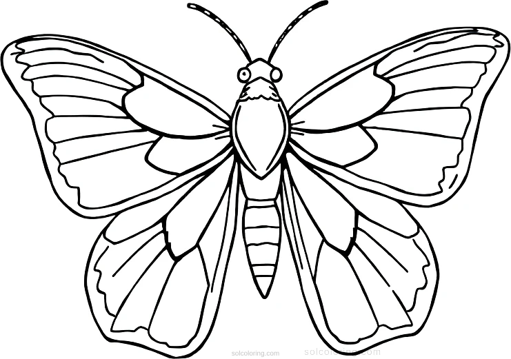 Moth coloring page for kids