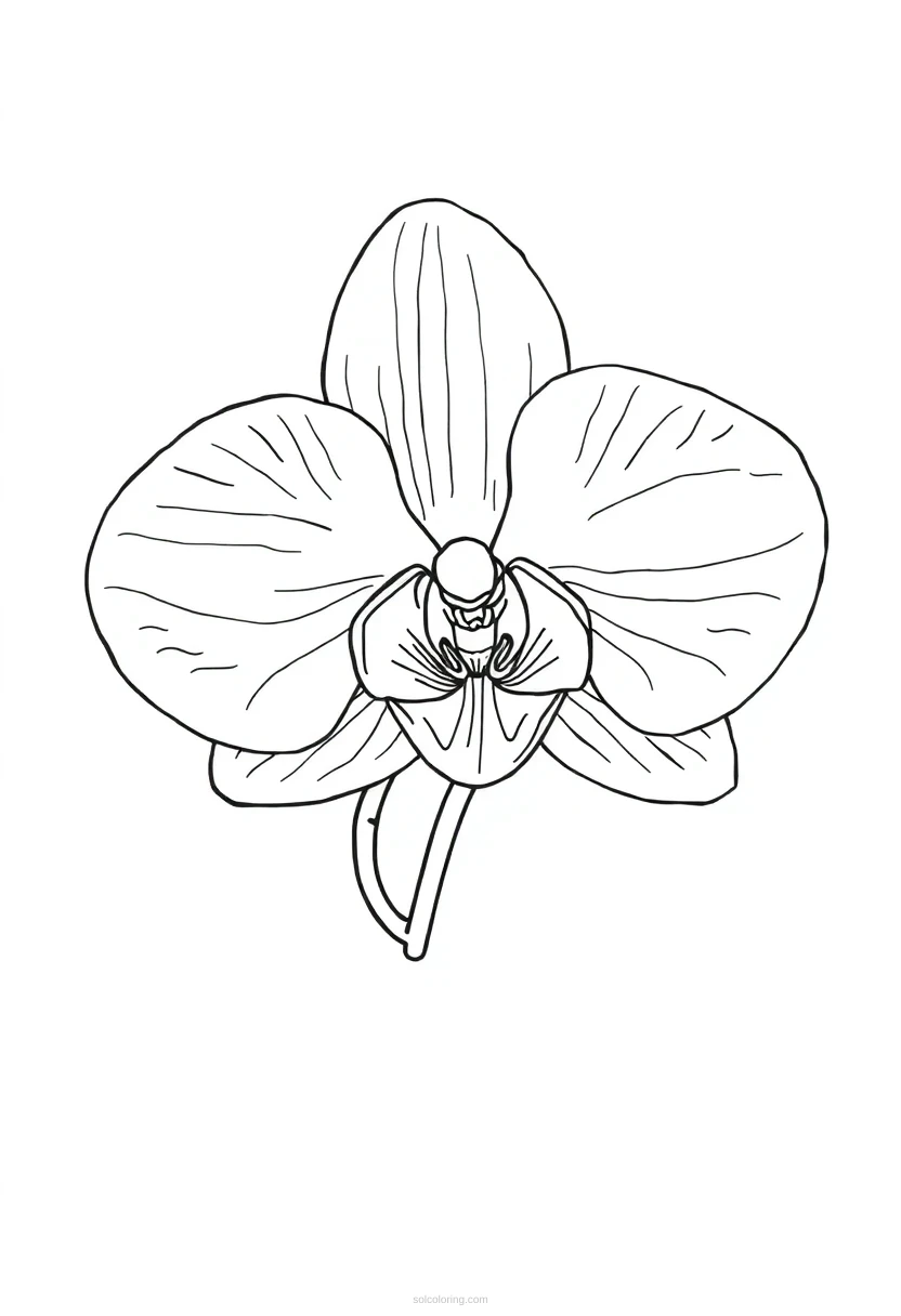 Orchid coloring page for kids