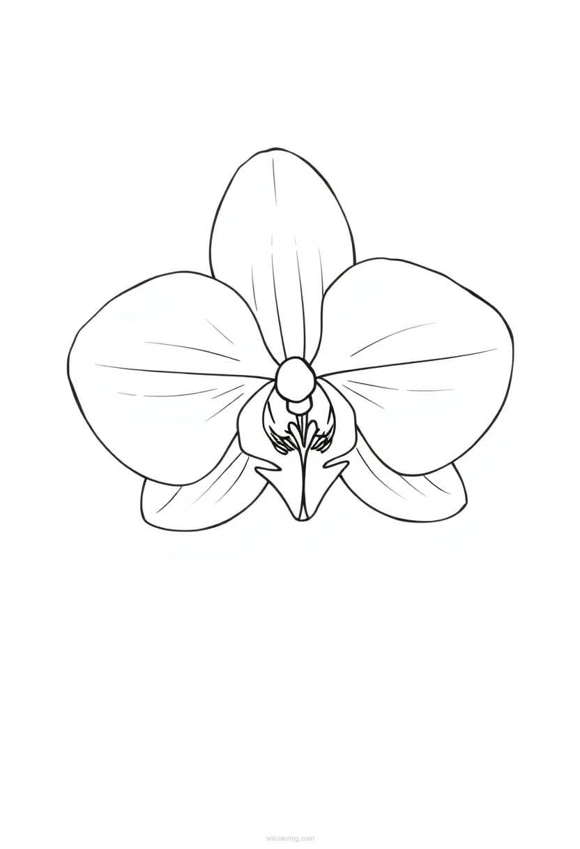 Orchid coloring page for kids
