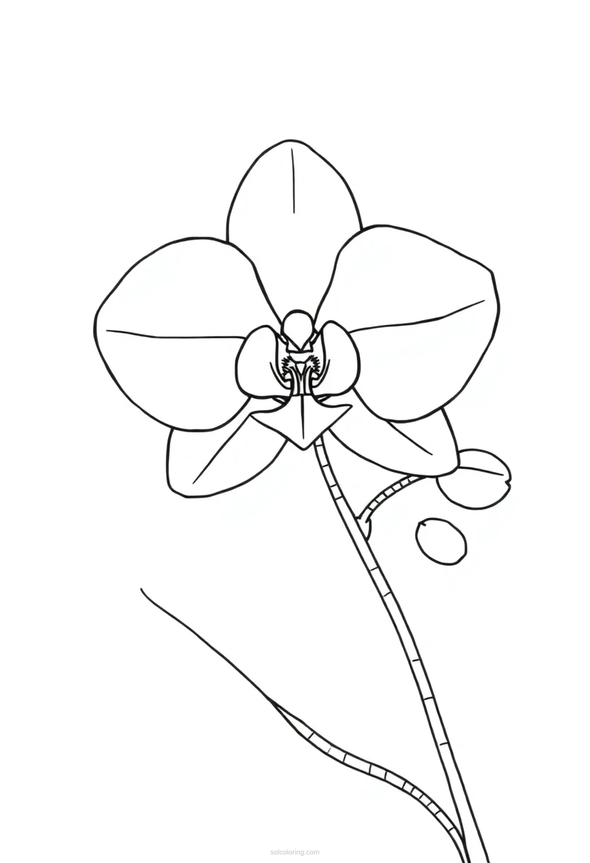 Orchid coloring page for kids