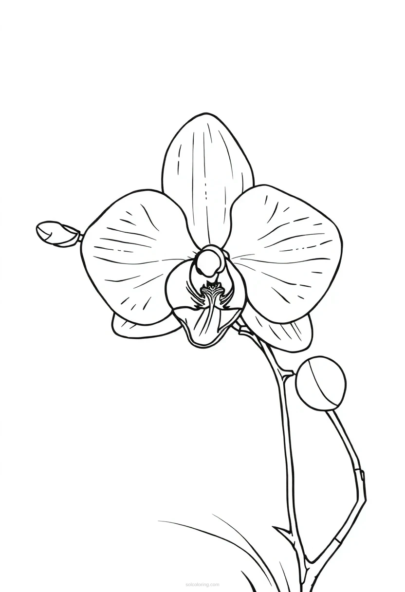 Orchid coloring page for kids