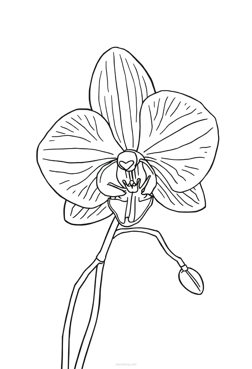 Orchid coloring page for kids