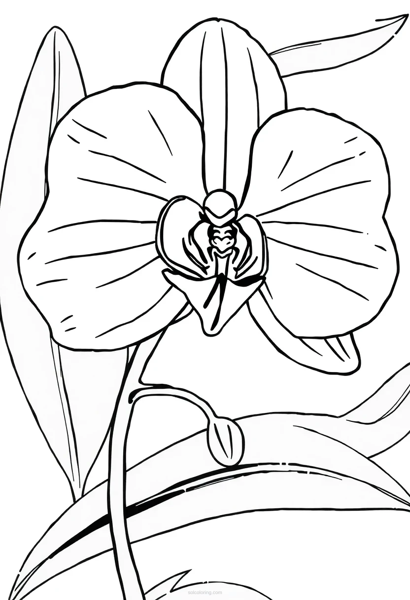 Orchid coloring page for kids