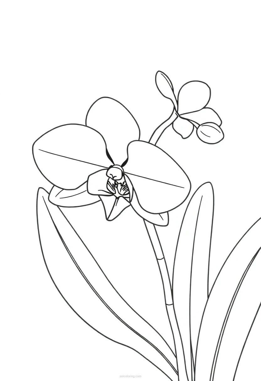 Orchid coloring page for kids