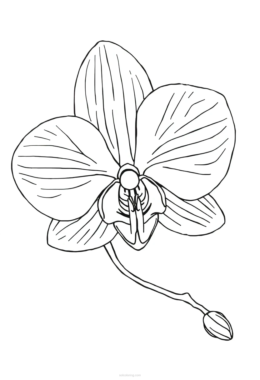 Orchid coloring page for kids