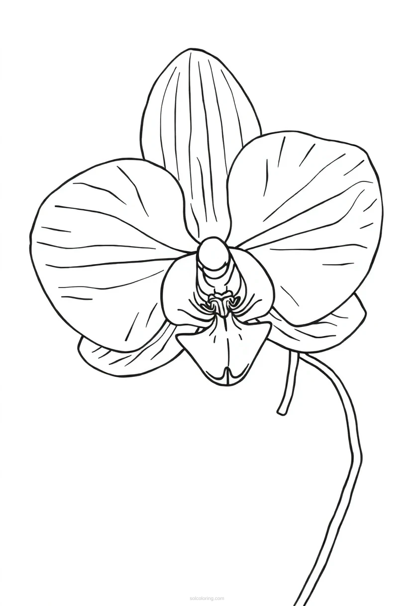 Orchid coloring page for kids