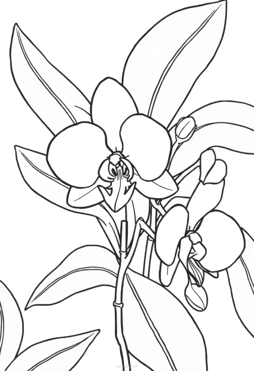 Orchid coloring page for kids