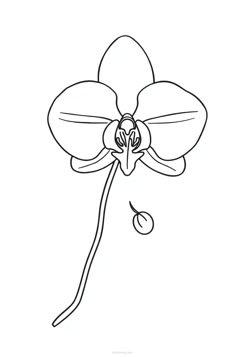 Orchid coloring page for kids