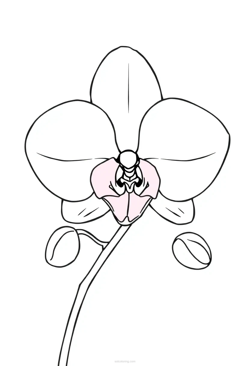 Orchid coloring page for kids