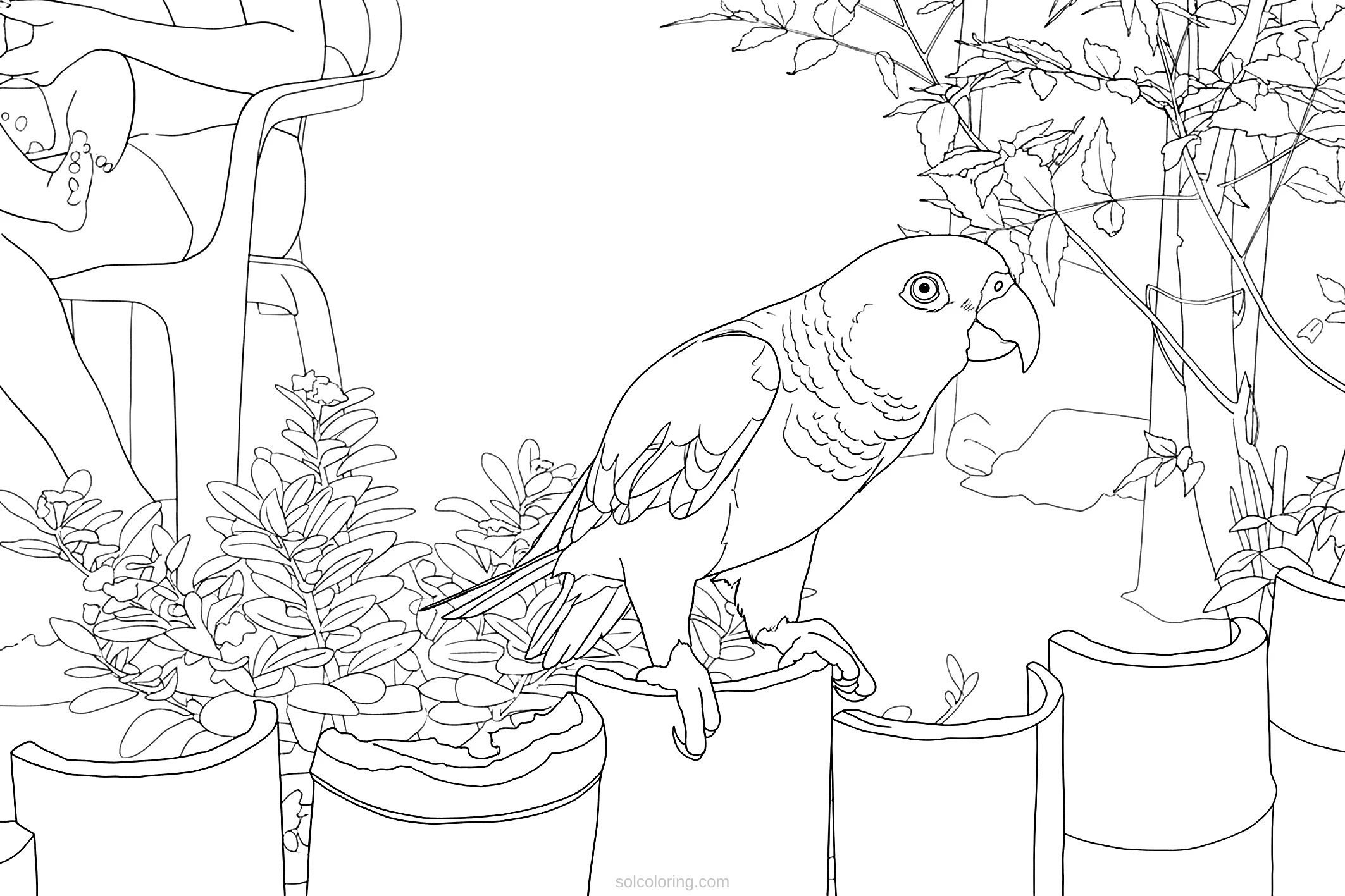 Parrot coloring page for kids