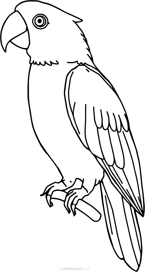 Parrot coloring page for kids