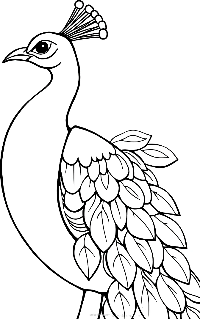 Peacock coloring page for kids