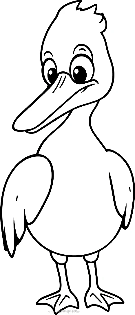 Pelican coloring page for kids