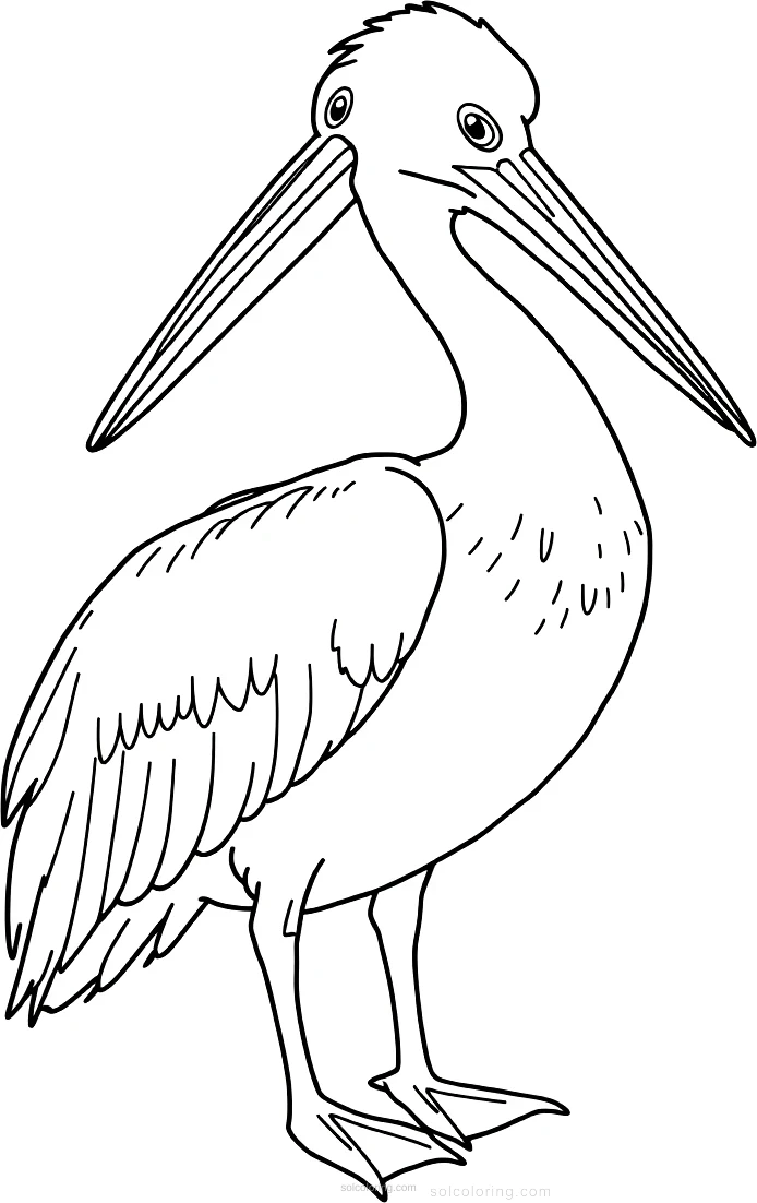 Pelican coloring page for kids