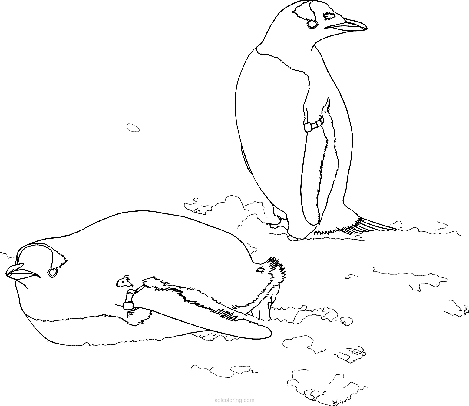 Penguin coloring page for kids