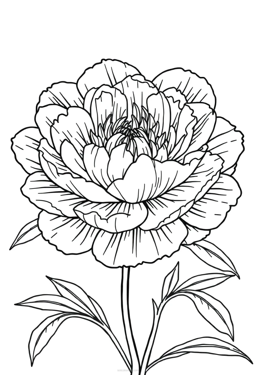Peony coloring page for kids