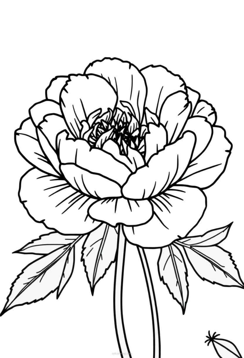 Peony coloring page for kids