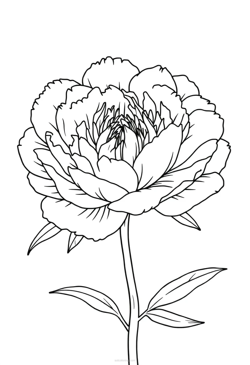 Peony coloring page for kids
