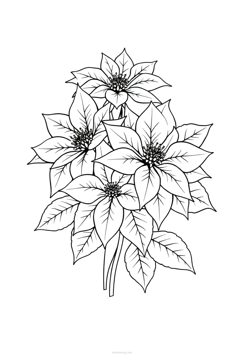 Poinsettia Flowers coloring pages
