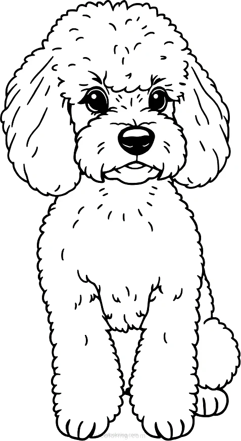 Poodle Getting Groomed coloring page for kids