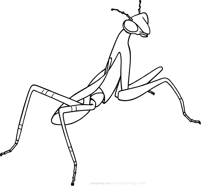 Praying Mantis coloring page for kids