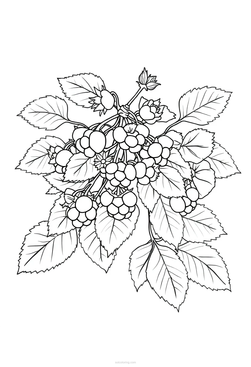 Raspberry Bush coloring page for kids