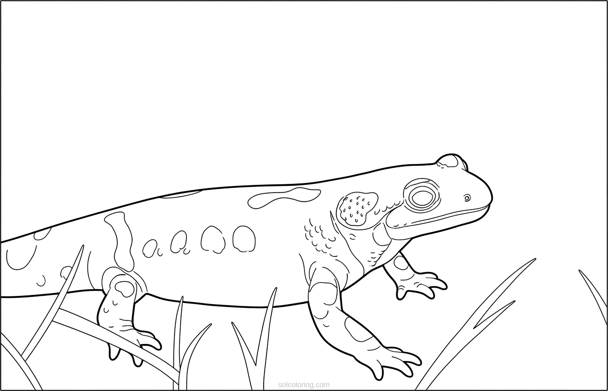Salamander coloring page for kids