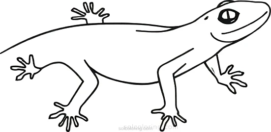 Salamander coloring page for kids
