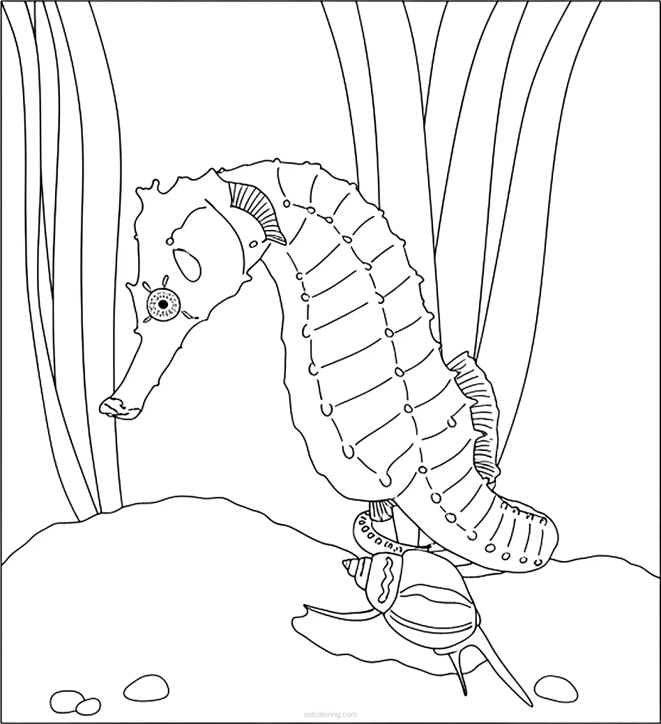 Seahorse coloring page for kids