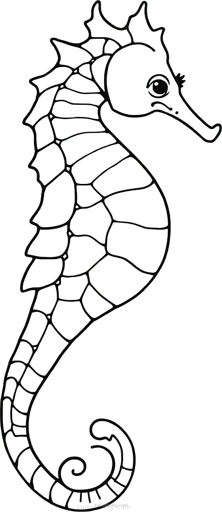 Seahorse coloring page for kids