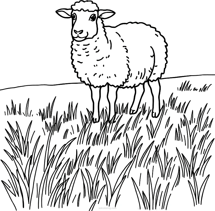 Sheep in Field coloring page for kids