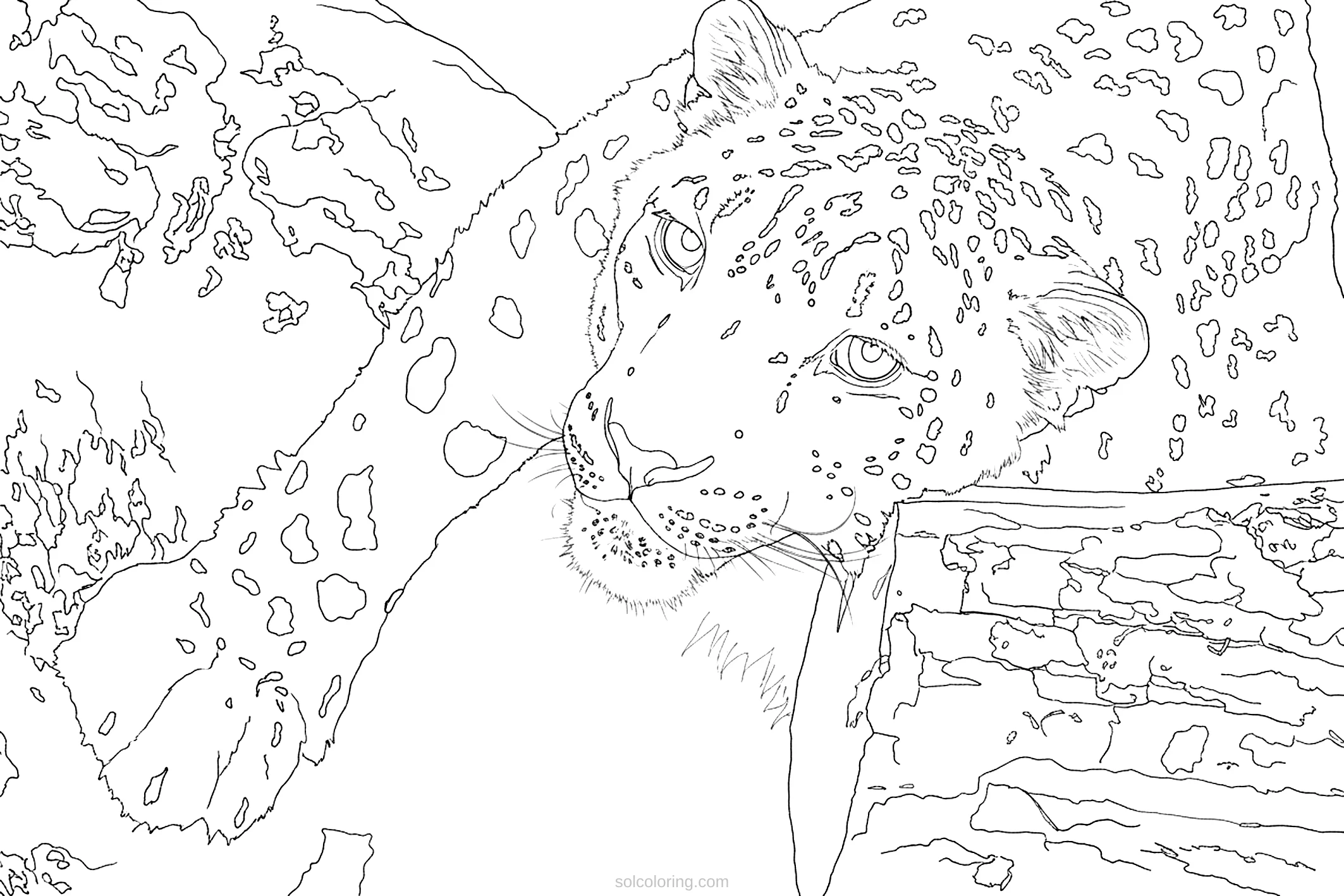 Snow Leopard coloring page for kids