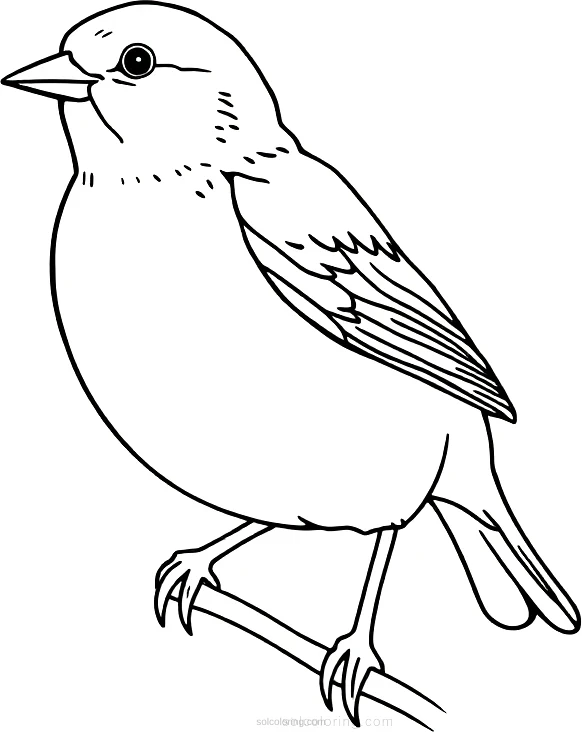 Sparrow coloring page for kids