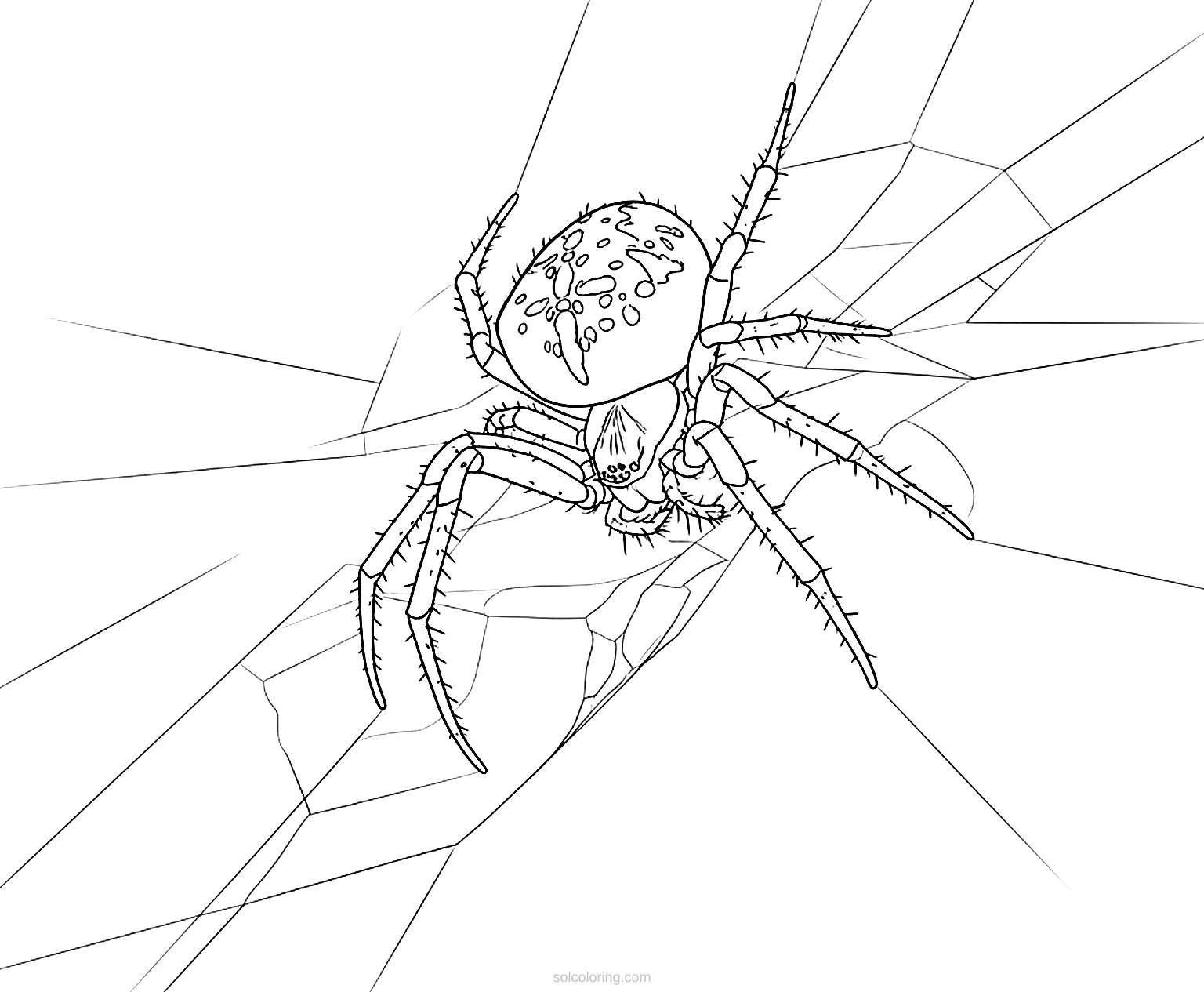 Spider coloring page for kids