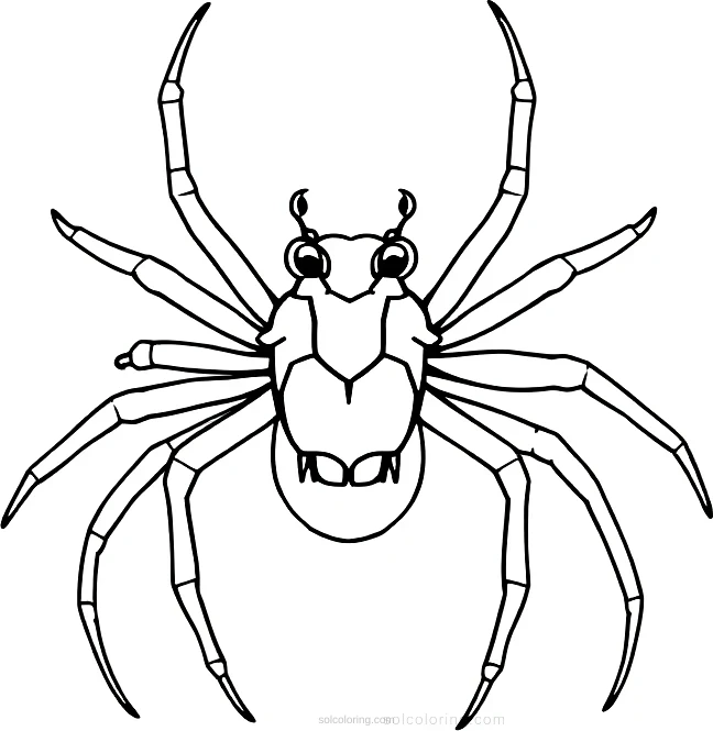Spider coloring page for kids
