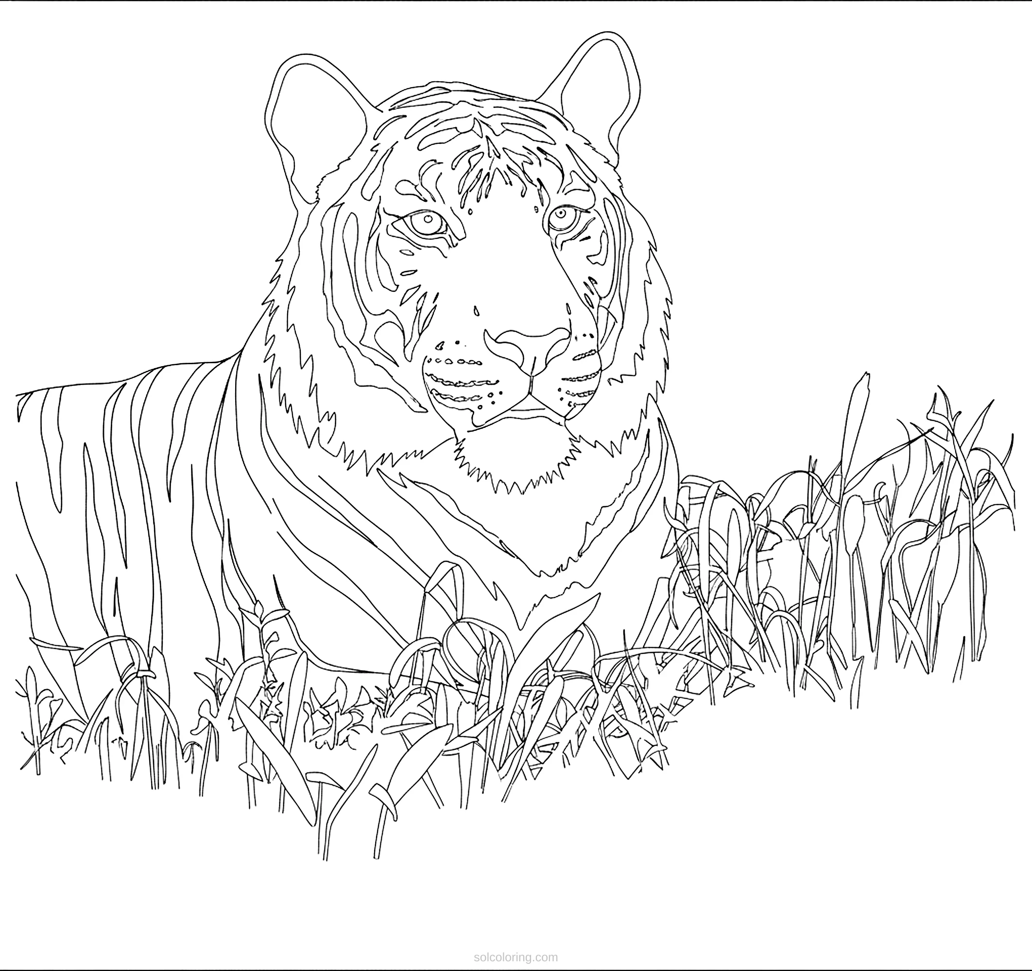 Tiger coloring page for kids