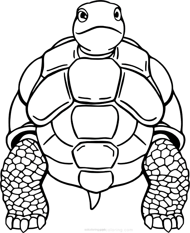 Tortoise coloring page for kids