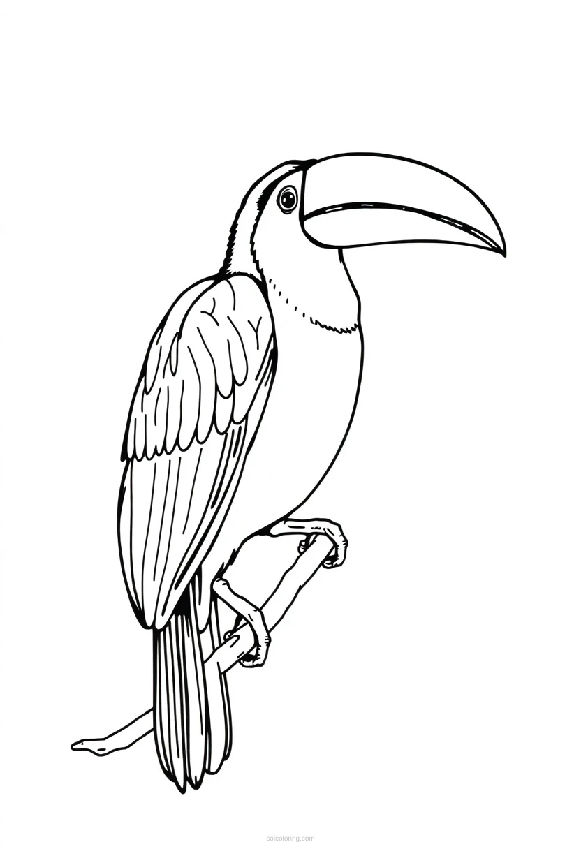 Toucan coloring page for kids
